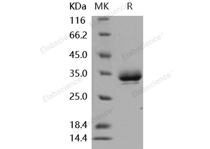 Валидация Elabscience PKSM040899(4848)