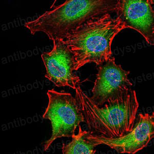 Валидация IF - AntibodySystem RHA56303
