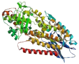 Arachidonate-5-Lipoxygenase (ALOX5)