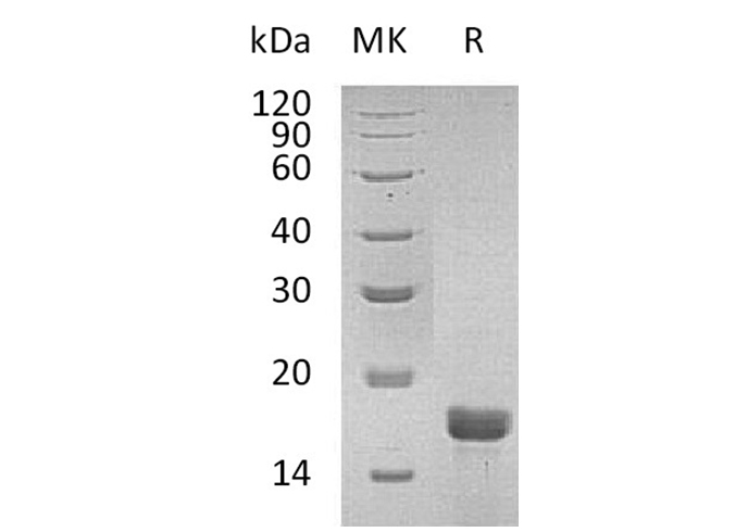 Валидация Elabscience PKSM041320(5215)