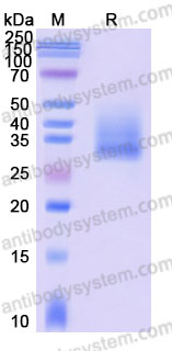 AHE14002, SDS-PAGE