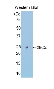 41787