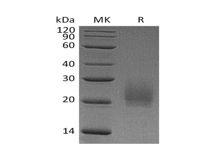 Валидация Elabscience PKSM041001(4937)