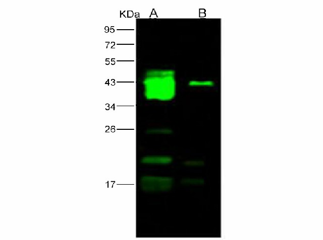 Валидация Elabscience E-AB-V1104