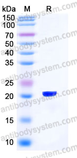 YHE03003, SDS-PAGE