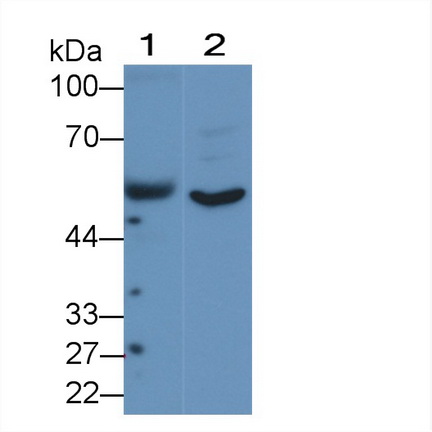 14958