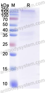 Валидация AntibodySystem EHJ52702