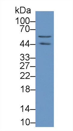 62650