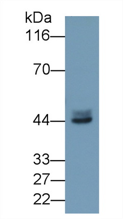 8718