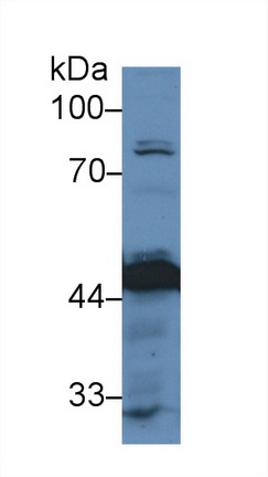14907