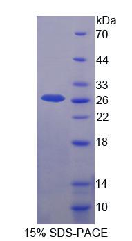 45675