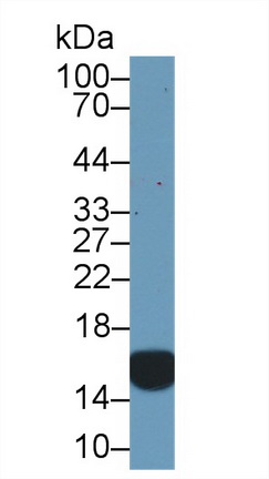 10364
