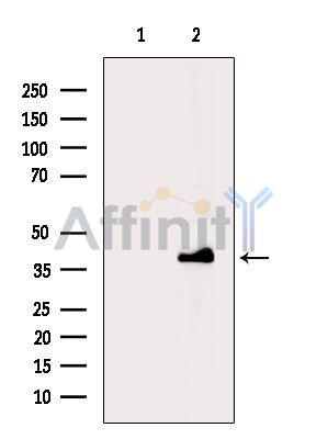 Валидация Affinity DF14175 - 9986