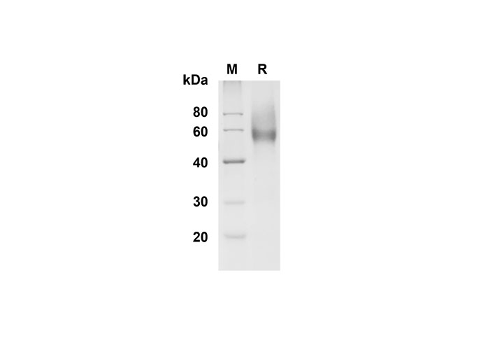 Валидация Elabscience PDMM100138(1098)