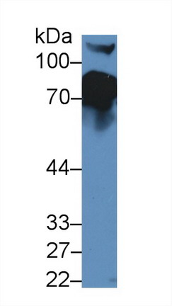 9772