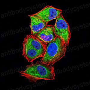 Валидация IF - AntibodySystem RHG39702