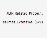 XLMR Related Protein, Neurite Extension (XPN)