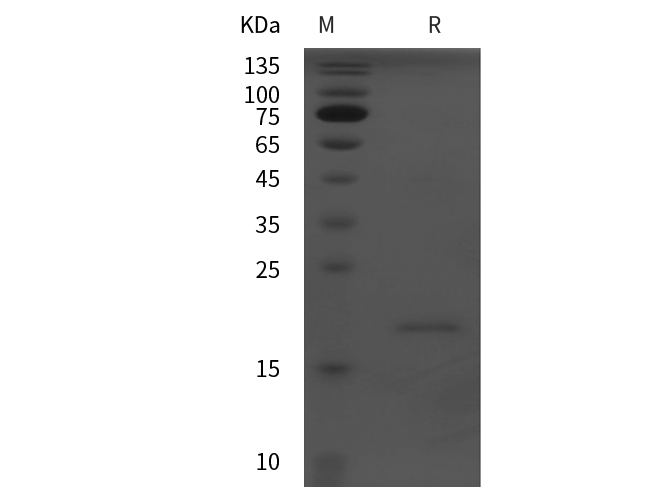 Валидация Elabscience PDEM100250(583)