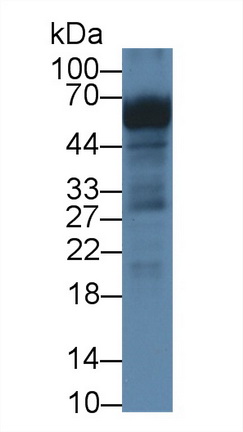 12646