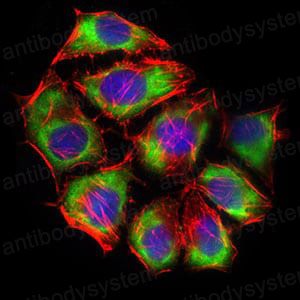 Валидация IF - AntibodySystem RHD06202