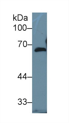 9172