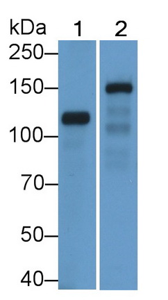 21391