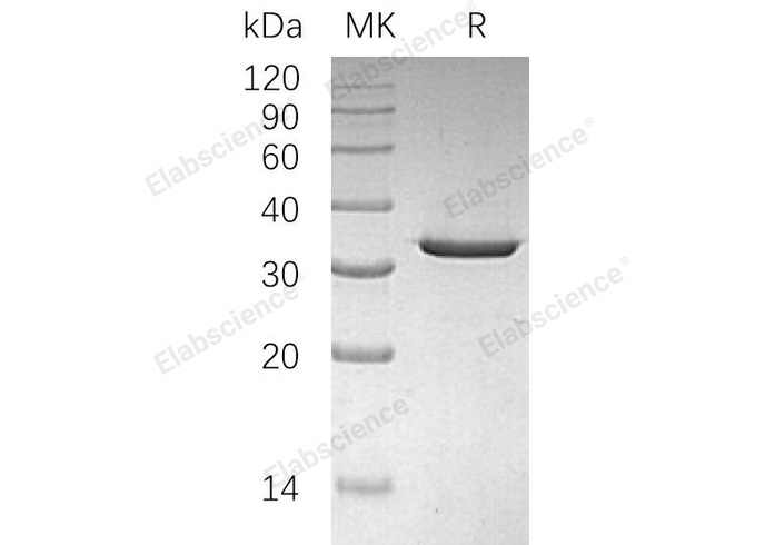 Валидация Elabscience PKSH033087(3454)