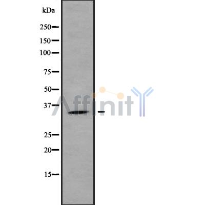 Валидация Affinity DF10242 - 5827