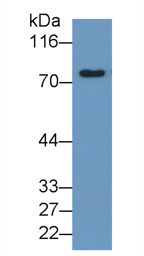 30573