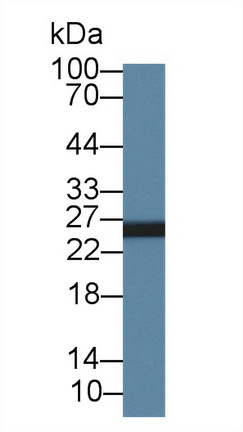 14431