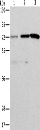 Валидация Elabscience E-AB-10786