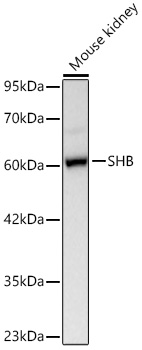 A24000, вестерн-блоттинг, лизат почки мыши (8809)