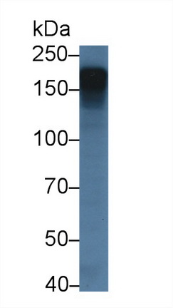 14299
