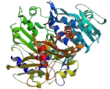 Acyl Coenzyme A Synthetase Short Chain Family, Member 1 (ACSS1)