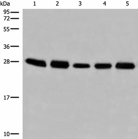 Валидация Elabscience E-AB-52500