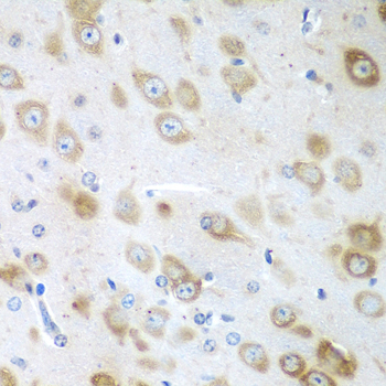 Валидация Elabscience E-AB-62551