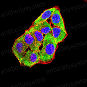 Валидация IF - AntibodySystem RHG31502