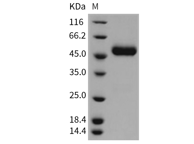 Валидация Elabscience PKSR030401(5737)