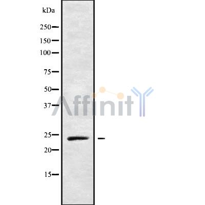 Валидация Affinity DF9819 - 22704