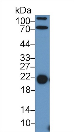 13064