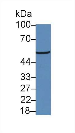 9753