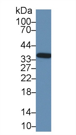 14895