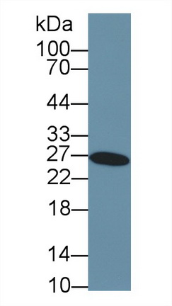 9661