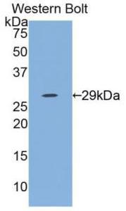 38754