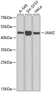 Валидация Elabscience E-AB-63154