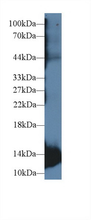 13631
