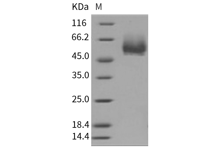 Валидация Elabscience PKSM040318(4324)