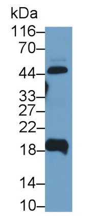 26077
