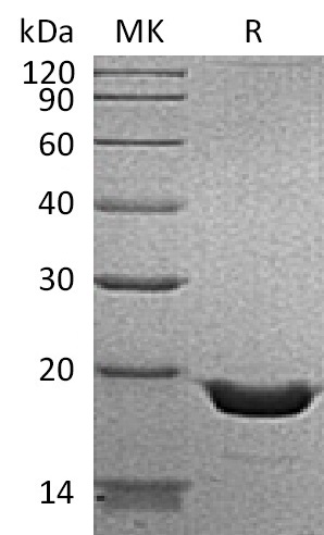 Валидация Elabscience PKSH033165(3519)