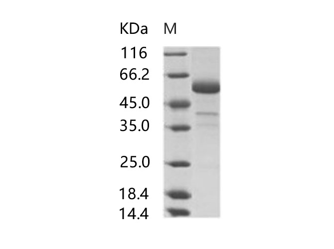 Валидация Elabscience PKSV030239(6003)